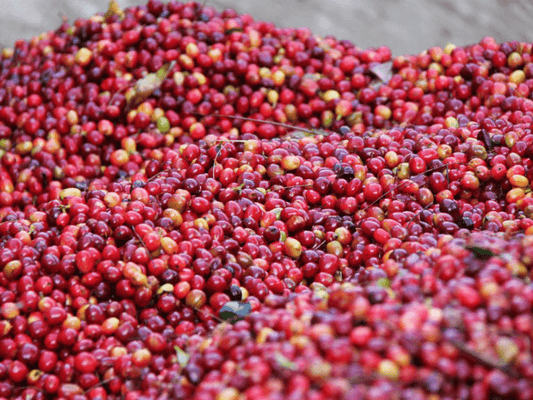Papua New Guinea Korbulan Estate Washed A