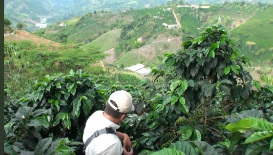 Colombia La Esmeralda Castillo Washed