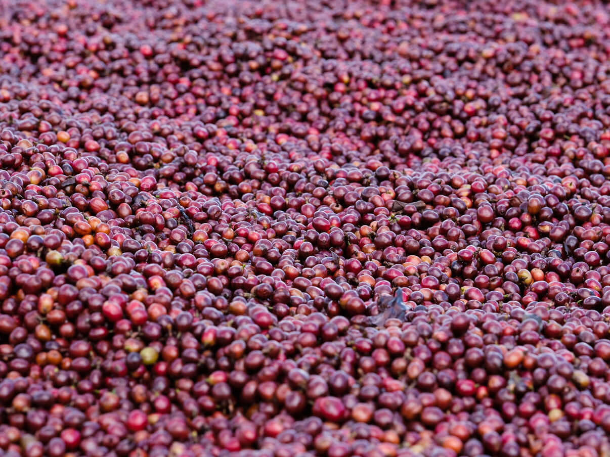 PUER Triple Fermentation Natural