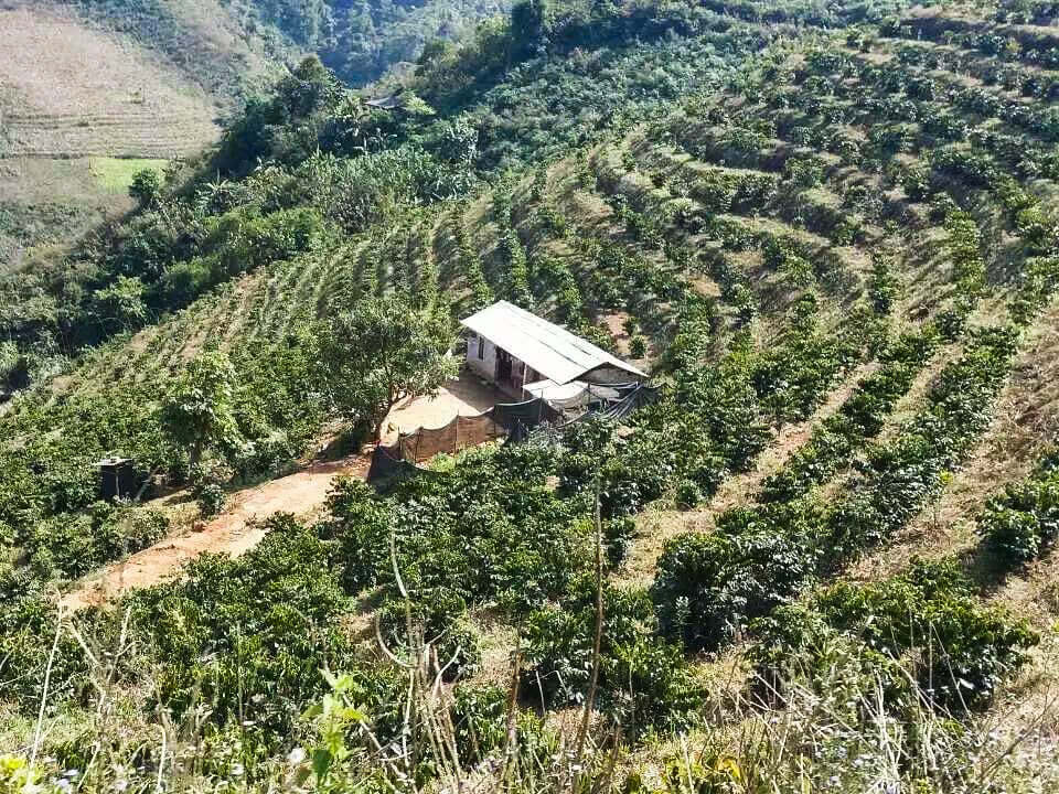 PUER Triple Fermentation Natural